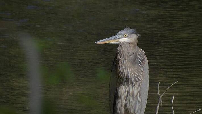 Ornery Photos - Fine Art America