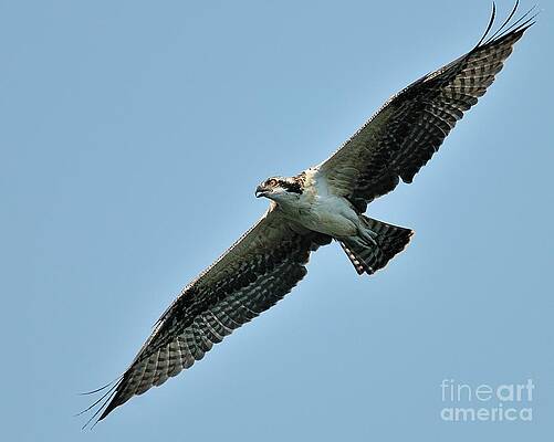 Wall Art - Photograph - Osprey Fledgling by Craig Leaper