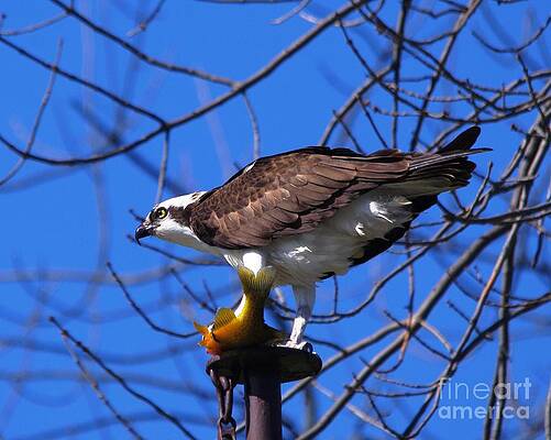 Osprey with Catch by Colin Thomson