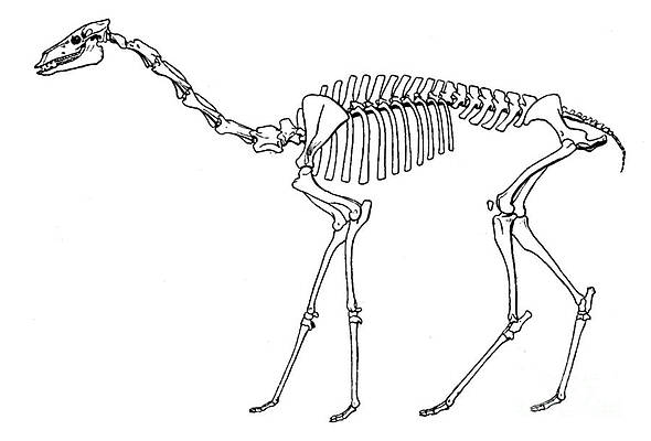 Wall Art - Photograph - Oxydactylus, Cenozoic Mammal by Science Source
