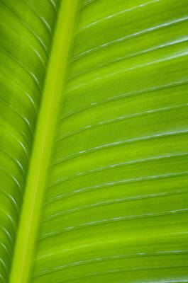Wall Art - Photograph - Palm Pattern by Joe Carini - Printscapes