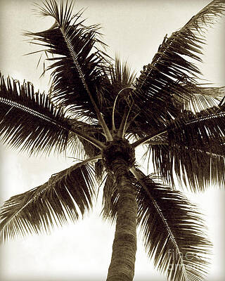 Wall Art - Photograph - Palm Tree by Chris Andruskiewicz