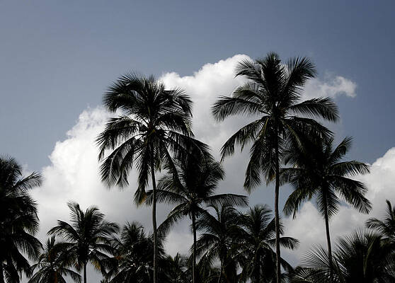 Palms and Clouds by Shane Rees Palms and Clouds by Shane Rees