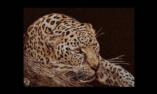 Panthera pardus by Davide Della Noce
