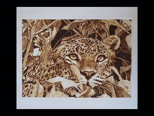 Panthera pardus Linnaeus by Davide Della Noce