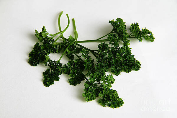 Wall Art - Photograph - Parsley by Photo Researchers, Inc.