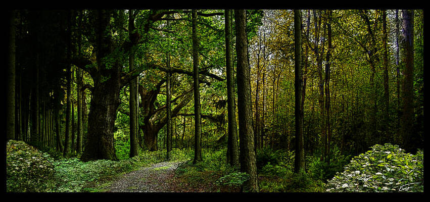 Path in the forest by Joe Emiola