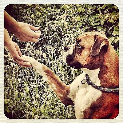 Wall Art - Photograph - Paw For A Raspberry.... #paw #pals #pup by Robert Campbell