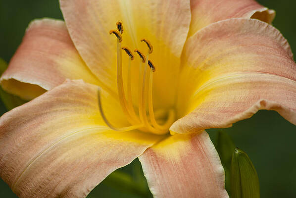 Peach Lily by Jason Pryor Peach Lily by Jason Pryor