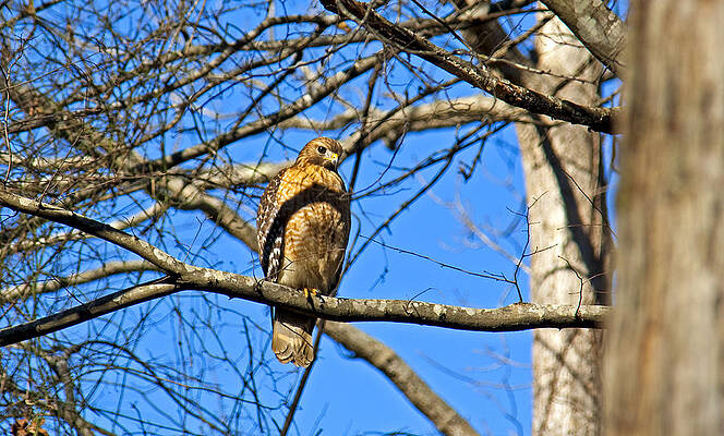 Perched Red Shouldered Hawk by Sue Baker