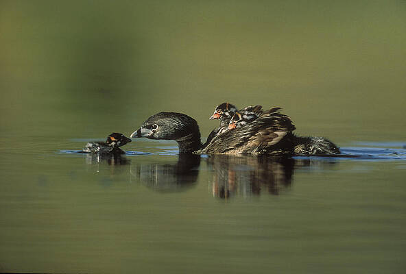 Wall Art - Photograph - Pied Billed Grebe Parent With Two by Tim Fitzharris
