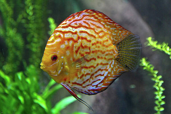 Wall Art - Photograph - Pigeon Blood Discus by Jason Blalock