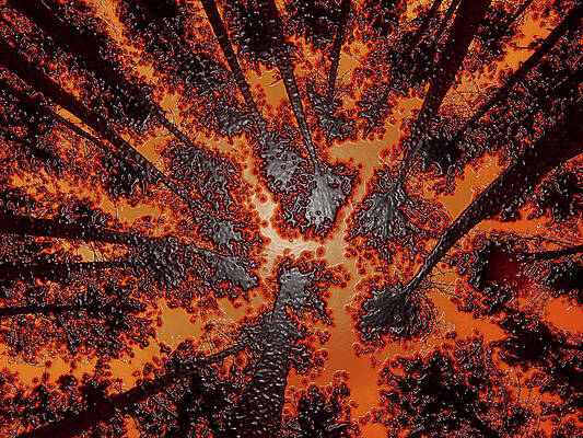 Wall Art - Mixed Media - Pine Tree Abstract by Bruce Ritchie