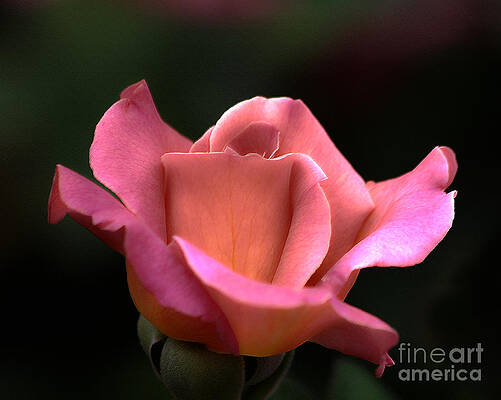 Wall Art - Photograph - Pink and Coral Rose by Jack Schultz