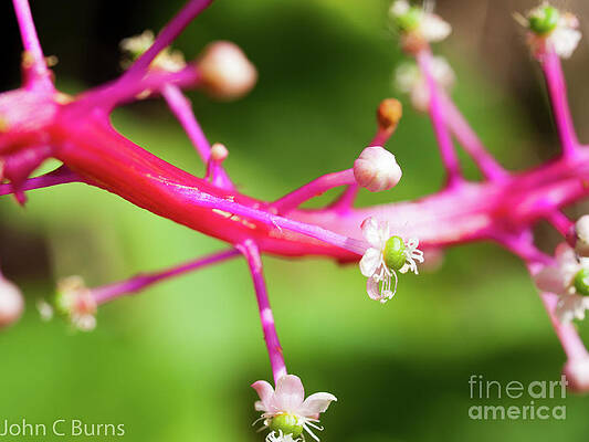 Pink Buds by John Burns