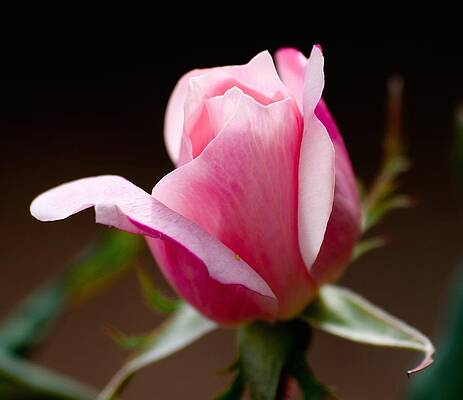 Pink Rosebud by Greg Jones Pink Rosebud by Greg Jones