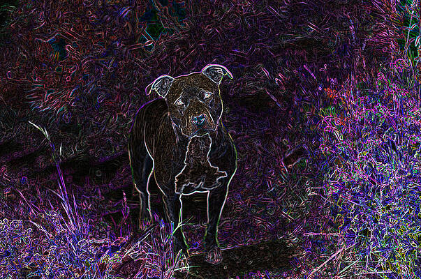 Pitty In Purple by Travis Crockart Pitty In Purple by Travis Crockart