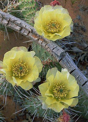 Wall Art - Photograph - Plains Pricklypear Opuntia by Tim Fitzharris
