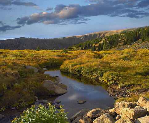 Wall Art - Photograph - Ponderosa Pine Trees In Prairie by Tim Fitzharris
