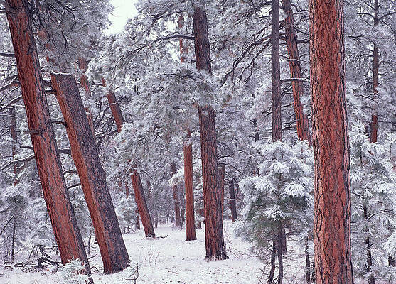 Wall Art - Photograph - Ponderosa Pine Trees With Snow Grand by Tim Fitzharris