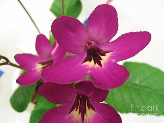 Pretty in Pink by Mark Robbins Pretty in Pink by Mark Robbins