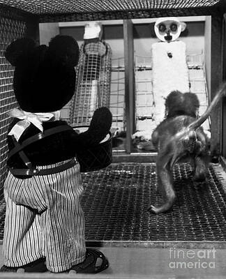 Wall Art - Photograph - Primate Fear Testing by Science Source