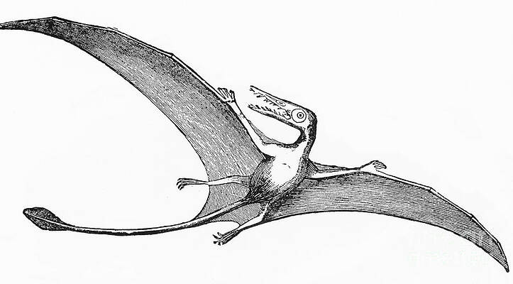 Wall Art - Photograph - Pterodactyl, Extinct Flying Reptile by Science Source
