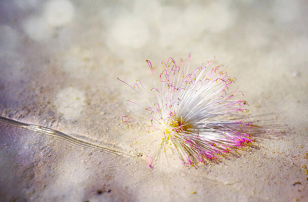 Wall Art - Photograph - Purity by Jenny Rainbow