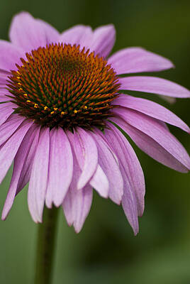 Purple Coneflower by Jason Pryor Purple Coneflower by Jason Pryor