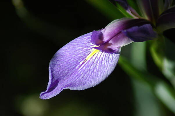 Japanese Iris Petal by David Weeks Japanese Iris Petal by David Weeks