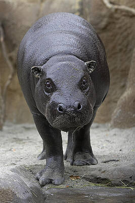 Wall Art - Photograph - Pygmy Hippopotamus Hexaprotodon by San Diego Zoo