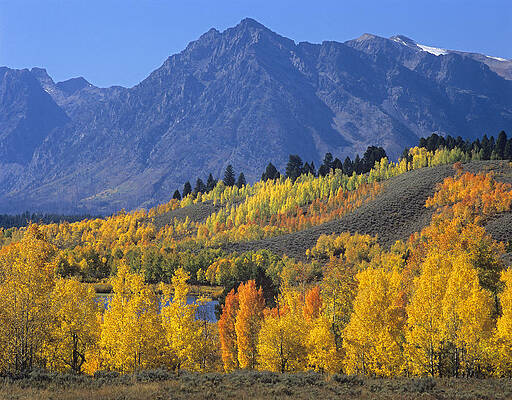 Wall Art - Photograph - Quaking Aspen Forest In Autumn by Tim Fitzharris