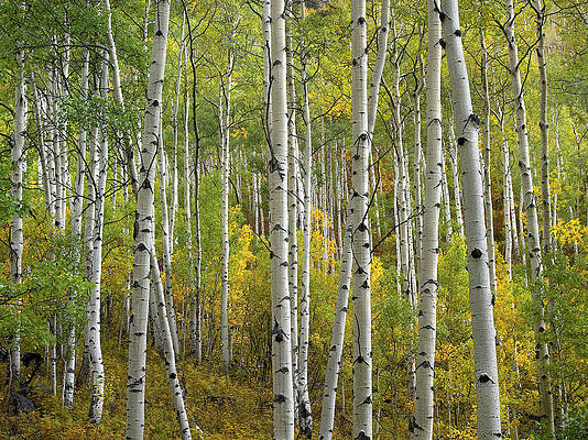 Wall Art - Photograph - Quaking Aspen Trees In Fall Colorado by Tim Fitzharris