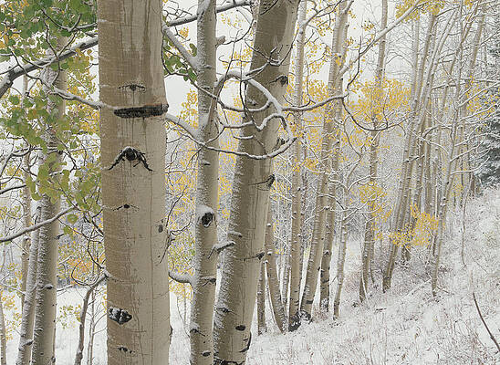 Wall Art - Photograph - Quaking Aspen Trees With Snow Gunnison by Tim Fitzharris