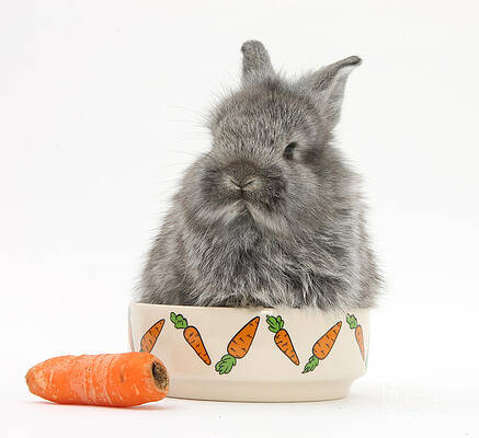 Wall Art - Photograph - Rabbit In A Food Bowl With Carrot by Mark Taylor
