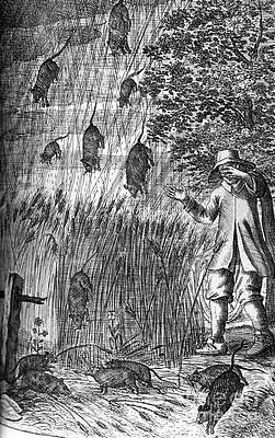 Wall Art - Photograph - Raining Rats, 1680 by Science Source
