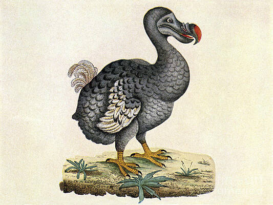Wall Art - Photograph - Raphus Cucullatus, Extinct Dodo Bird by Science Source