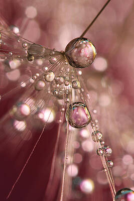 Wall Art - Photograph - Raspberry Dandy Sparkles by Sharon Johnstone