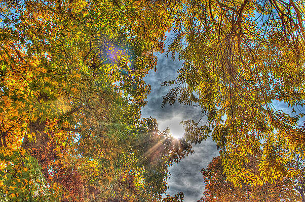 Ray of Light by Sophia Aliesha  Gauthier