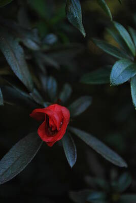 Red bud by Jervez JnoBaptiste