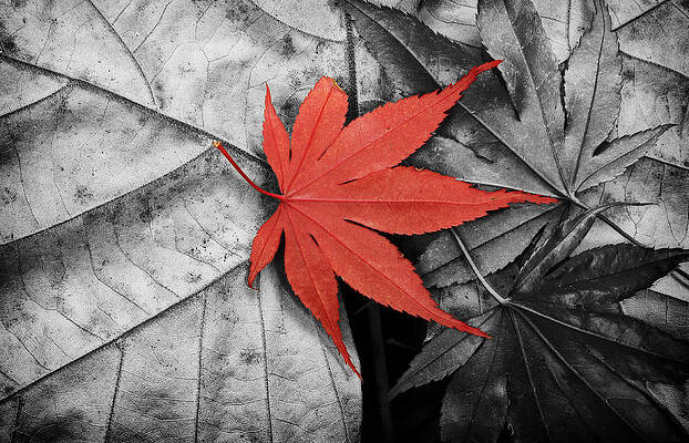 Wall Art - Photograph - Red by Joye Ardyn Durham