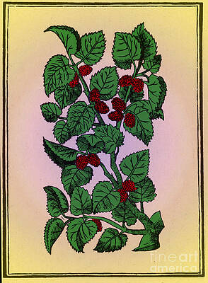 Wall Art - Photograph - Red Mulberry by Science Source