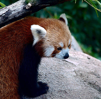 Wall Art - Photograph - Red Panda by Kathi Isserman