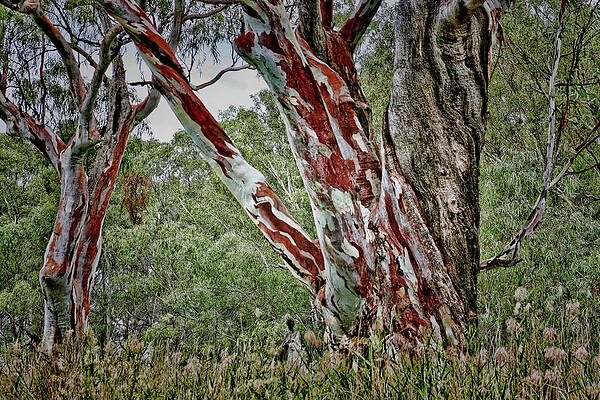 Wall Art - Photograph - Red River Gum Trees by Douglas Barnard