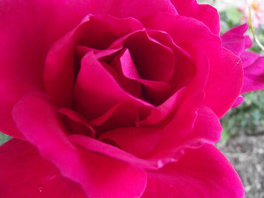 Red Rose by Meghann Porter