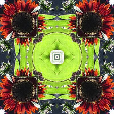 Red Sunflowers in a Square by Trina Stephenson Red Sunflowers in a Square by Trina Stephenson