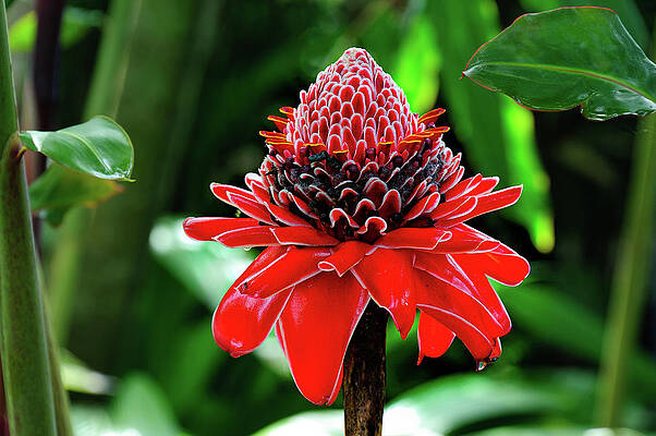 Wall Art - Photograph - Red Torch Ginger  by Harry Spitz