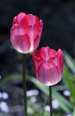 Red Tulips by Kirk Stanley Red Tulips by Kirk Stanley