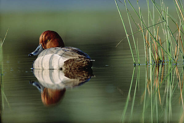 Wall Art - Photograph - Redhead Duck Male With Reflection by Tim Fitzharris