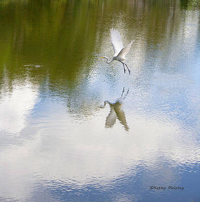 Reflection by Kathy Maloney Reflection by Kathy Maloney